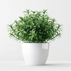 Fototapeta premium Decorative plant in a pot, transparent background, clipping path, png