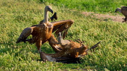 Eurasian Griffon Vulture, Gyps fulvus, Agricultural Fields, Castilla y Leon, Spain, Europe