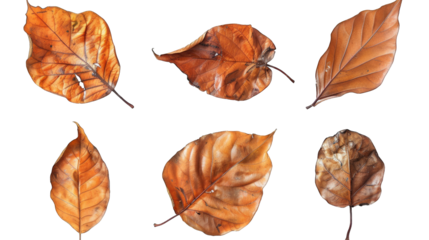 set of dry leaves, dead, dehydrated and discolored fallen leaves, common during fall season, transparent background or PNG file.