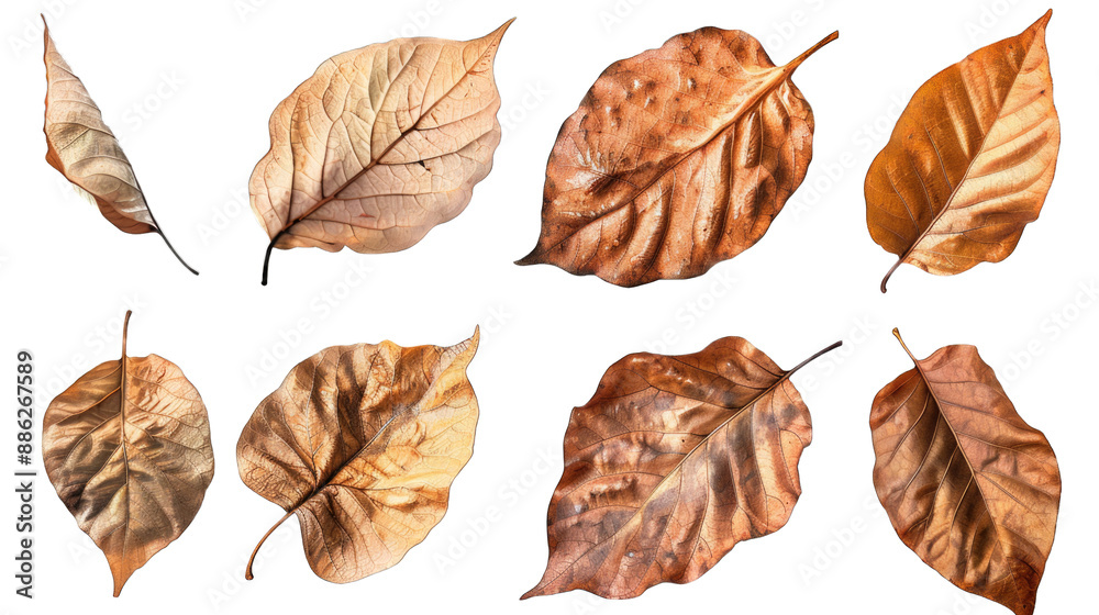 Wall mural set of dry leaves, dead, dehydrated and discolored fallen leaves, common during fall season, transpa