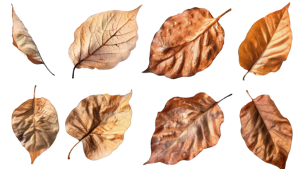 set of dry leaves, dead, dehydrated and discolored fallen leaves, common during fall season, transparent background or PNG file.