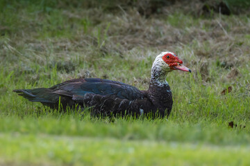 Muscovy Duck by a river
