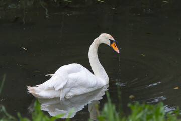 Mute Swan close-up swimming in a river