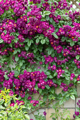 Beautiful purple-red rose flowers blooming in a garden in Nagano.