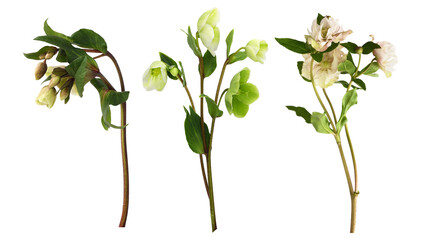 Set of green hellebore flowers, buds and leaves isolated on white or transparent background