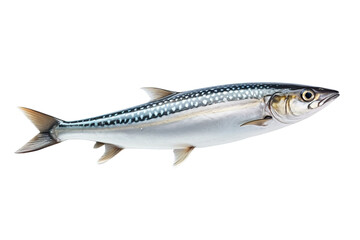Naklejka premium A Silver And Blue Mackerel Glides Through A White Sea on a White or Clear Surface PNG Transparent Background.