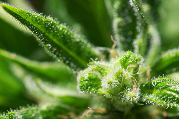 Marihuana Cannabis Blüte Makro Reife