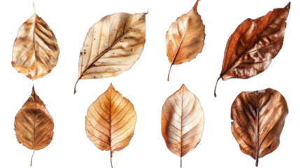 set of dry leaves, dead, dehydrated and discolored fallen leaves, common during fall season, transparent background or PNG file.
