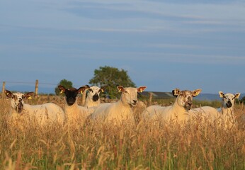 Sheep in long grass of meadow field in summer evening sunlight in rural Ireland