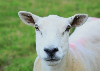 Sheep: Closeup of Cheviot breed ewe with shorn fleece in field on farmland in rural Ireland