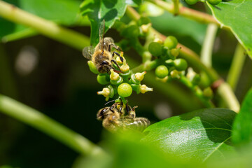 Close up of 2 honey bees collecting nectar on blooming boston ivy flowers in summer