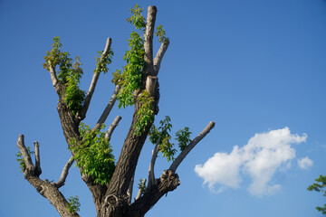 Cropped crown of a tree against a background of blue sky with a white cloud. An example of radical...