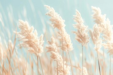 Boho Style: Pampas Grass in Light Pastel Colors on a Summer Field