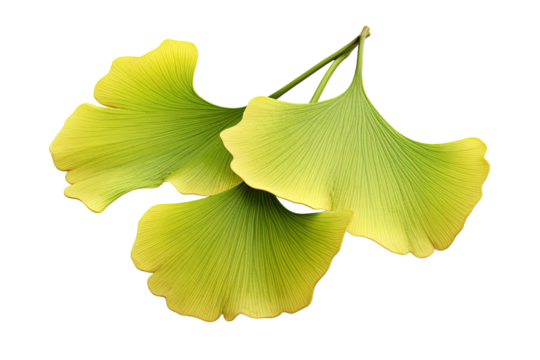A Trio of Ginkgo Leaves on a White Background on a White or Clear Surface PNG Transparent Background.