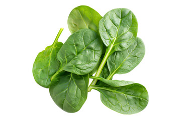 Fototapeta premium Vibrant flat leaf spinach leaves with red stems isolated on a white background. Perfect for culinary uses