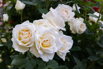 Beautiful white rose flowers blooming in a garden in Nagano.