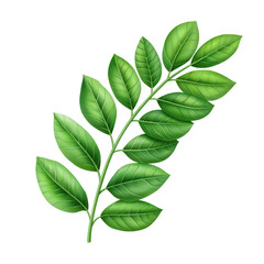 Fototapeta premium A green leaf branch with vibrant colors and realistic details, isolated on white background