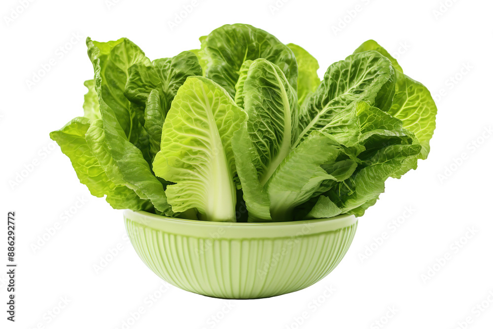 Wall mural A Fresh Bunch of Romaine Lettuce in a Green Bowl, Ready for a Delicious Salad on a White or Clear Surface PNG Transparent Background.