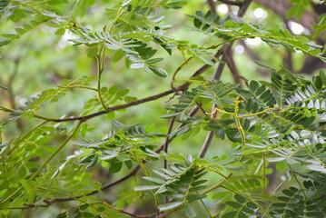 close up of leaves of tree