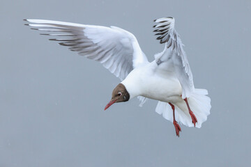 Black-headed gull, Chroicocephalus ridibundus, flying