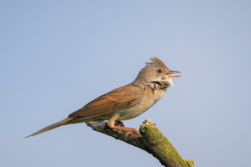 Whitethroat bird, Sylvia communis, foraging in a meadow