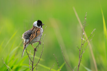 Singing common reed bunting, Emberiza schoeniclus, bird in the reeds on a windy day