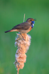 Closeup of a blue-throat male bird Luscinia svecica cyanecula singing