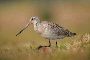 Bar-tailed Godwit, Limosa lapponica, foraging in a green meadow
