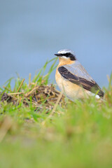 Northern wheatear bird male, Oenanthe oenanthe, foraging in a field of grass