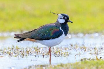Northern lapwing, Vanellus vanellus, wading bird in a meadow