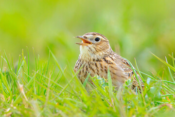 Eurasian skylark bird Alauda arvensis bird in a meadow