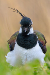 Northern lapwing, Vanellus vanellus, wading bird in a meadow