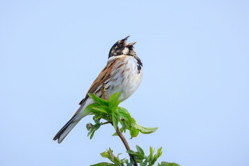 Singing common reed bunting, Emberiza schoeniclus, male bird in the reeds on a windy day