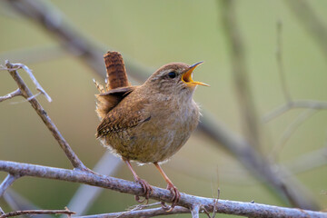 Eurasian Wren bird, Troglodytes troglodytes, display, singing and mating during Springtime