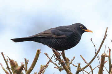 Blackbird, turdus merula, singing in a tree