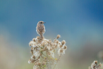Juvenile Stonechat, Saxicola rubicola, bird singing