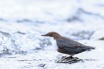 Northern white-throated dipper, cinclus cinclus cinclus, foraging in water