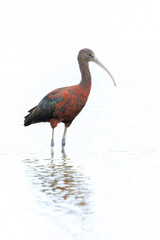 Glossy ibis, Plegadis falcinellus, wader bird in breeding plumage