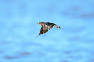 Barn Swallow Hirundo rustica in flight closeup