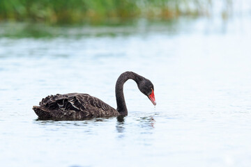 Black swan, Cygnus atratus, swimming
