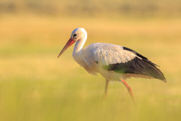 Stork, Ciconia ciconia, foraging in grass