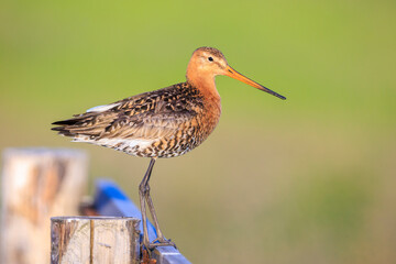 Black-tailed godwit Limosa Limosa foraging in a green meadow