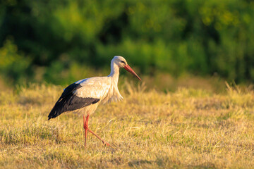 Stork, Ciconia ciconia, foraging in grass