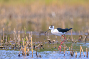 Black-necked stilt, Himantopus Himantopus, wader bird posing and foraging.
