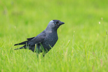 Closeup portrait of a Western Jackdaw bird Coloeus Monedula foraging in grass