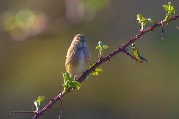 Linnet male bird, Carduelis cannabina singing