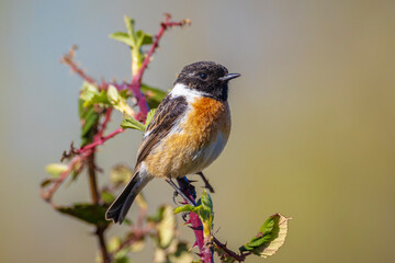 Male Stonechat, Saxicola rubicola, bird singing