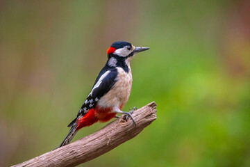 Closeup of a great spotted woodpecker, Dendrocopos major, perched in a forest