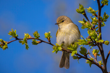 Common chiffchaff bird Phylloscopus collybita