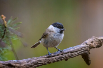 Close up of a marsh tit, poecile palustris, bird